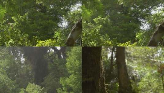 茂密的原始森林丛林4k高清在线视频素材下载