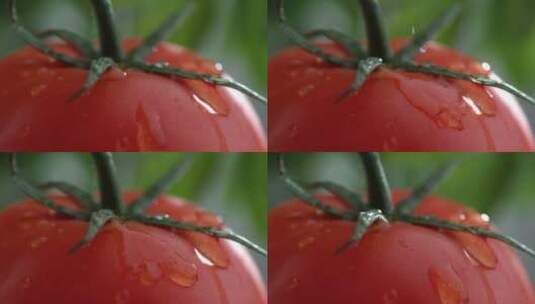 水滴在番茄上的瞬间高清在线视频素材下载