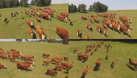 4K草原牧场农场农田动物奔跑平原马羊鹿牛高清在线视频素材下载
