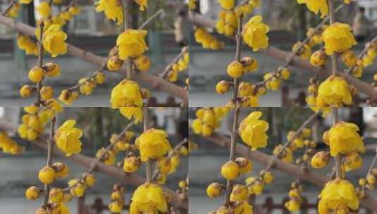 盛开的黄色腊梅花花朵高清在线视频素材下载