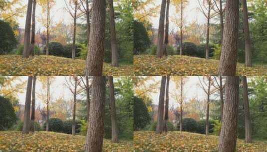 秋天城市公园树林户外清新自然唯美航拍高清在线视频素材下载