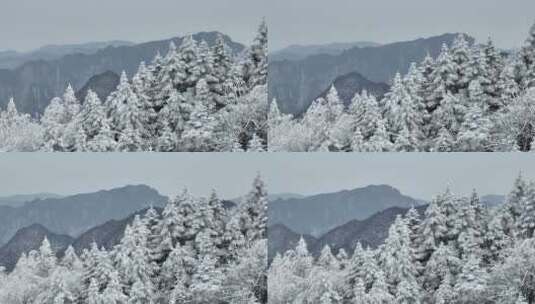 航拍湖北神农架原始森林群山冬季雪景雪松高清在线视频素材下载