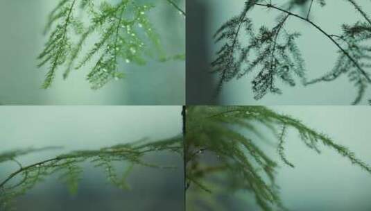 下雨中的植物大合集高清在线视频素材下载