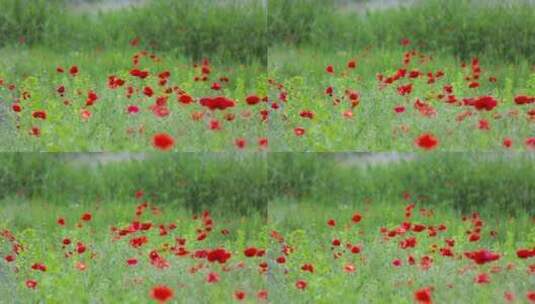户外绿色草地上鲜艳的鲜花特写高清在线视频素材下载