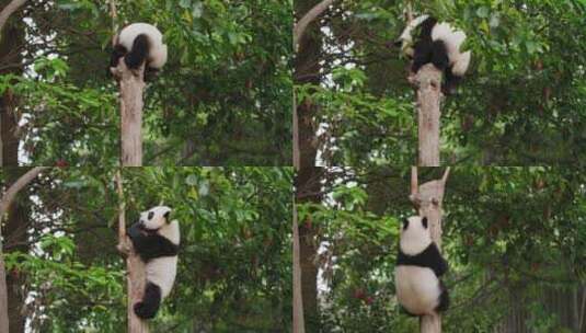 国宝大熊猫幼崽爬树特写高清在线视频素材下载