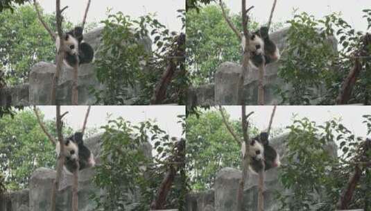 可爱顽皮的大熊猫幼稚在树上玩耍高清在线视频素材下载