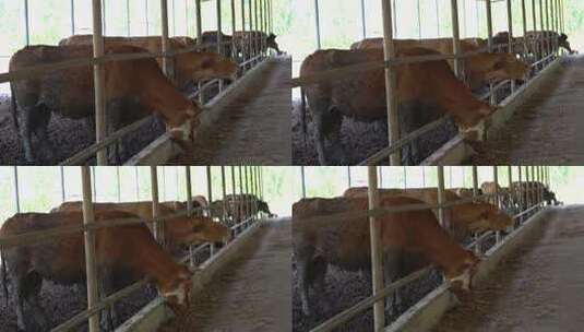 肉牛 肉牛养殖 (12)高清在线视频素材下载