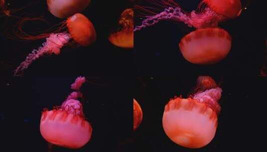 海底世界海洋馆水族馆水母高清在线视频素材下载