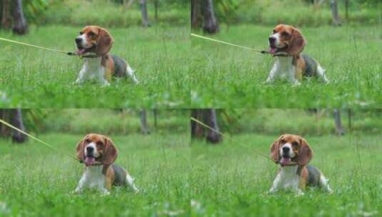 可爱宠物狗趴在草坪上高清在线视频素材下载