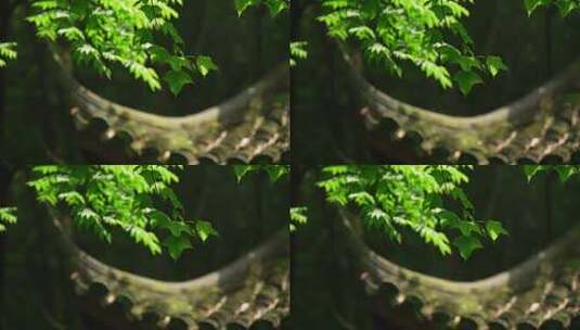 杭州虎跑晴天亭子飞檐前的绿色树叶微风吹拂高清在线视频素材下载