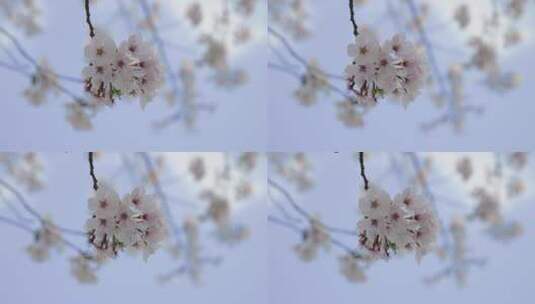 太湖鼋头渚樱花樱花花开花瓣飘落樱花树高清在线视频素材下载