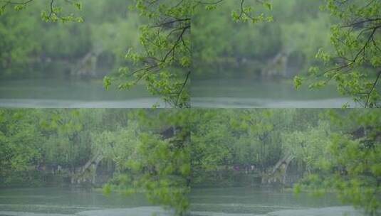 春天杭州乌龟潭阴雨天植物绿色自然高清在线视频素材下载