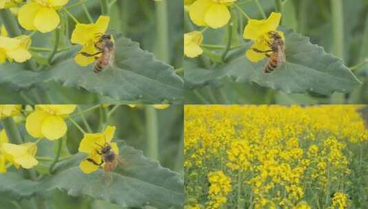 油菜花蜜蜂采蜜实拍镜头高清在线视频素材下载