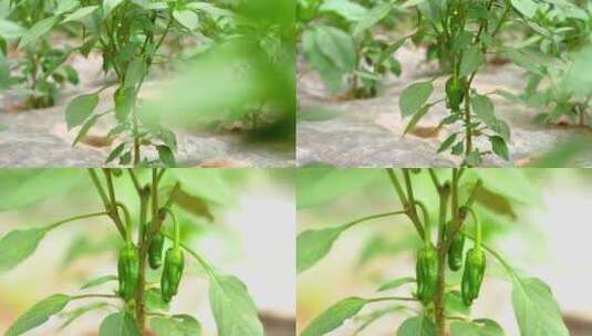 菜地里的绿色蔬菜青椒辣椒特写镜头高清在线视频素材下载