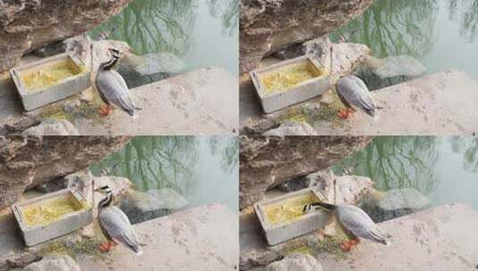 鸭子在岸边吃饲料斑头雁特写高清在线视频素材下载
