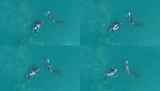 航拍鲸鱼群高清在线视频素材下载