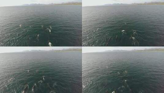 航拍海豚游泳高清在线视频素材下载