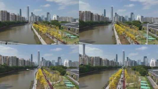 中国广东省广州市海珠区磨碟沙黄花风铃高清在线视频素材下载