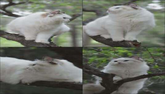 在公园树上的白色布偶猫高清在线视频素材下载