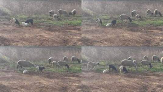 黄昏乡下羊吃草高清在线视频素材下载