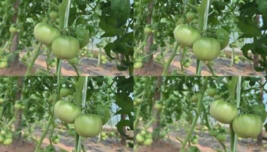 大棚西红柿高清在线视频素材下载