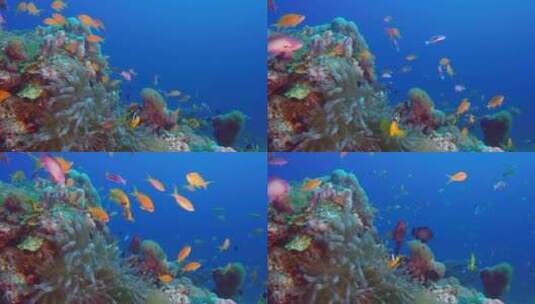 小丑鱼和五颜六色的红海鱼高清在线视频素材下载