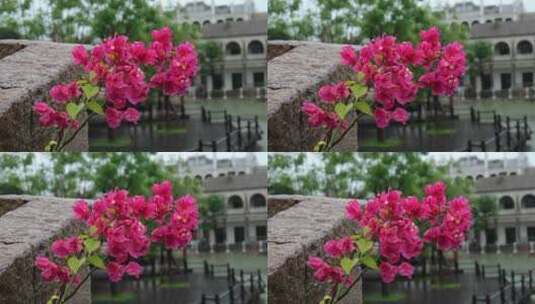 雨中花 花特写高清在线视频素材下载