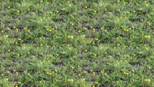 野生药用植物：鹅绒萎陵菜高清在线视频素材下载