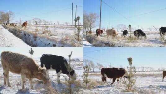 雪原牧牛高清在线视频素材下载