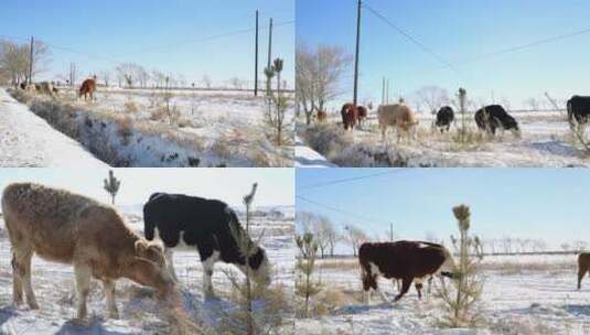 雪原牧牛 冬农趣 多镜头 多角度高清在线视频素材下载