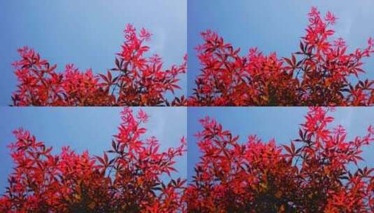 4k自然风景红叶枫叶树叶高清在线视频素材下载