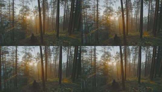 日落时美丽的梦幻森林视频高清在线视频素材下载