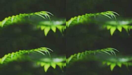 热带雨林绿植光影高清在线视频素材下载