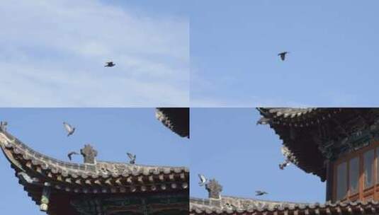天空飞翔的鸽子高清在线视频素材下载