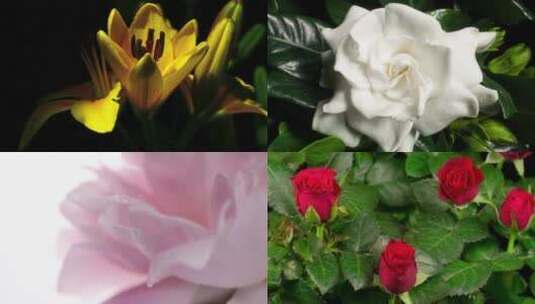 【合集】花 开花 花生长 植物高清在线视频素材下载