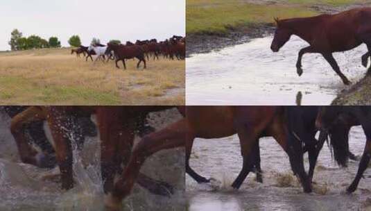 群马过河高清在线视频素材下载