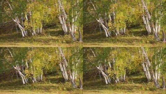 白桦林的秋高清在线视频素材下载