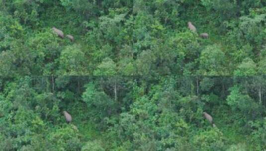 野生亚洲象实拍高清在线视频素材下载