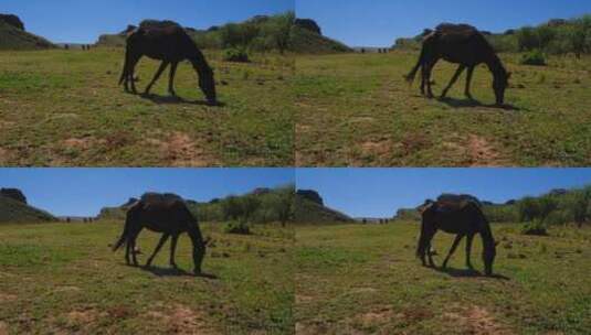 马在草坪上吃草高清在线视频素材下载