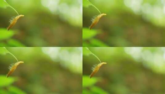 粘在叶子上的昆虫茧特写镜头高清在线视频素材下载