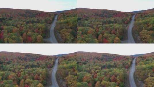 彩色树木间的道路高清在线视频素材下载