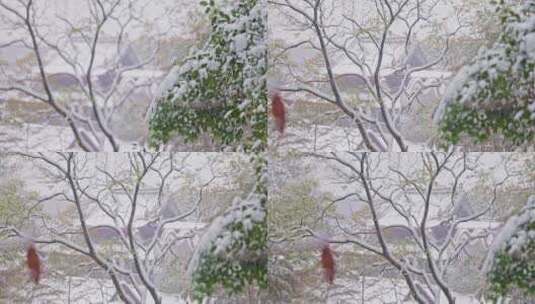 4K120帧拍摄南方下雪了大雪天气高清在线视频素材下载