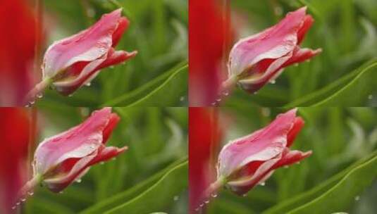 荷兰种植园中的郁金香高清在线视频素材下载