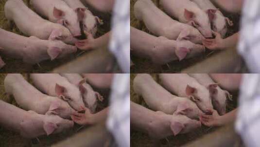 农场饲养的小猪高清在线视频素材下载