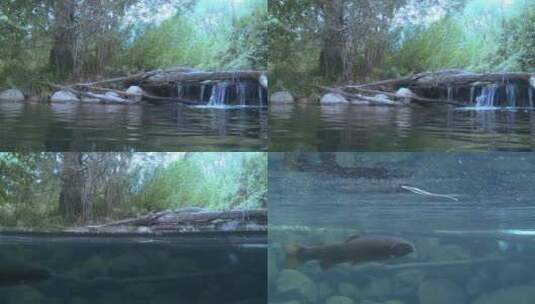 镜头从水面移动到水下高清在线视频素材下载