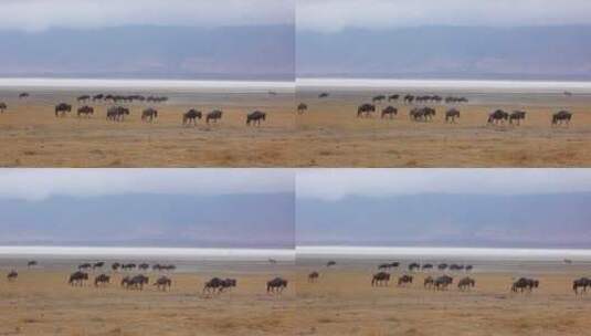 角马在迁徙季节穿越平原高清在线视频素材下载