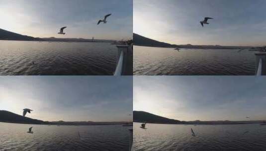4K实拍慢镜头飞翔的海鸟高清在线视频素材下载