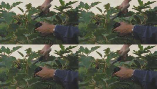 有机农场采摘植物高清在线视频素材下载