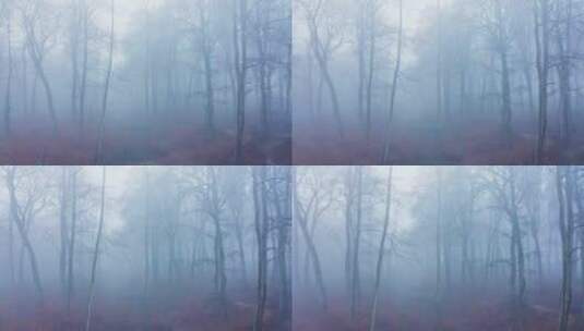 薄雾笼罩着森林 高清在线视频素材下载
