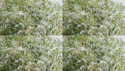 4K北方冬天竹子上飘雪特写实拍视频高清在线视频素材下载